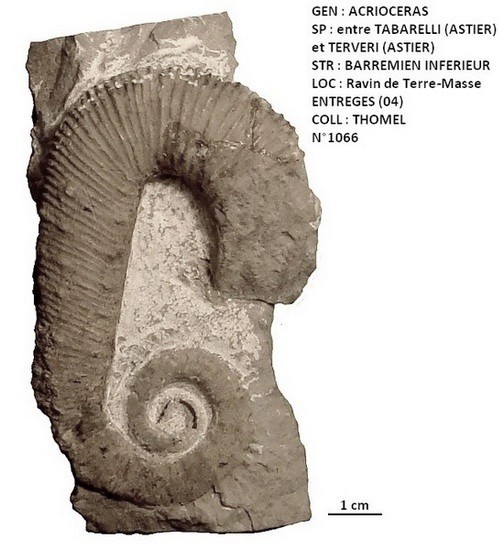 ACRIOCERAS entre TABARELLI et TERVERI