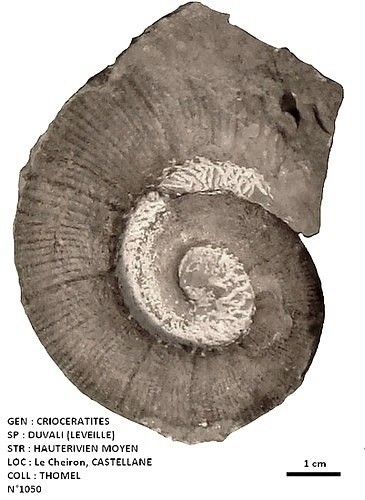 CRIOCERATITES DUVALI 