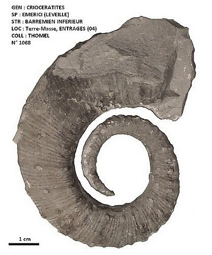 CRIOCERATITES EMERICI 