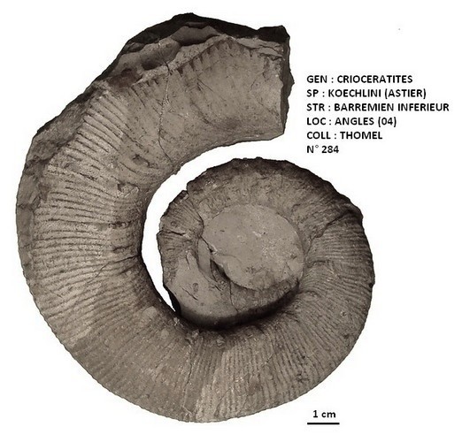 CRIOCERATITES KOECHLINI 