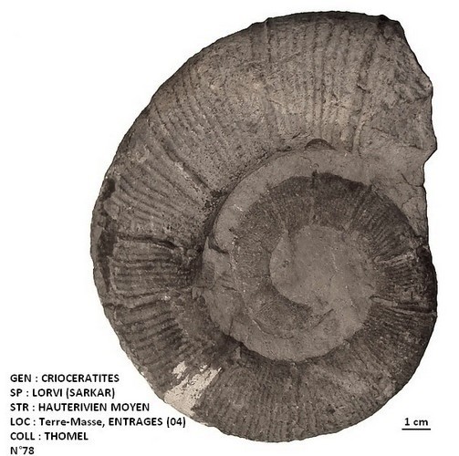 CRIOCERATITES LORVI 