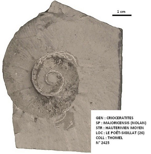 CRIOCERATITES MAJORICENSIS 