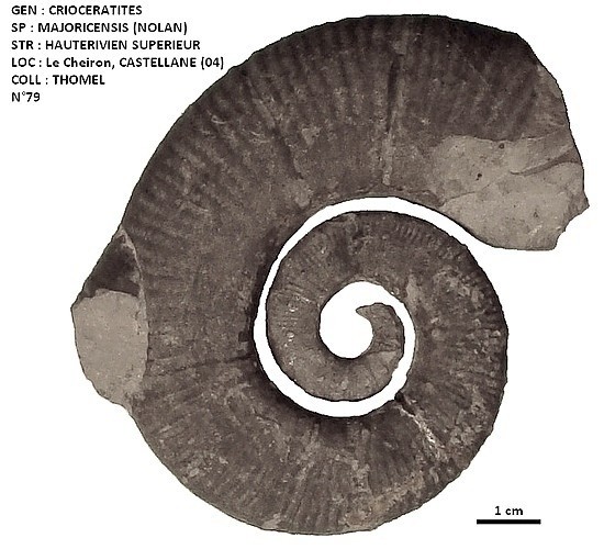 CRIOCERATITES MAJORICENSIS 