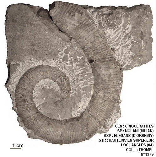 CRIOCERATITES NOLANI ELEGANS 