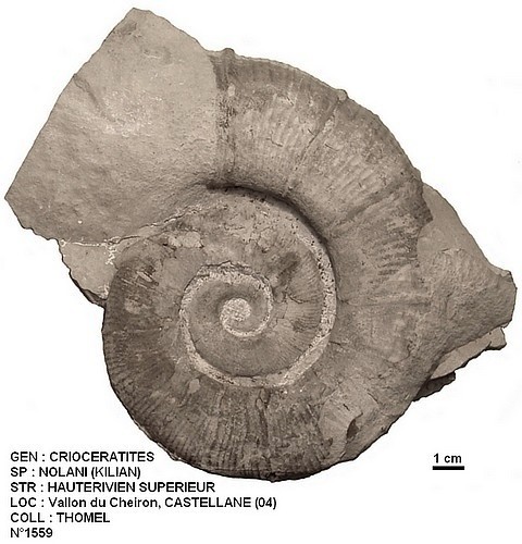 CRIOCERATITES NOLANI 