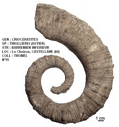 CRIOCERATITES THIOLLIEREI 