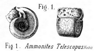 Amonites telescopus2