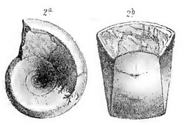 Anthula2