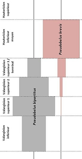 Répartition stratigraphique