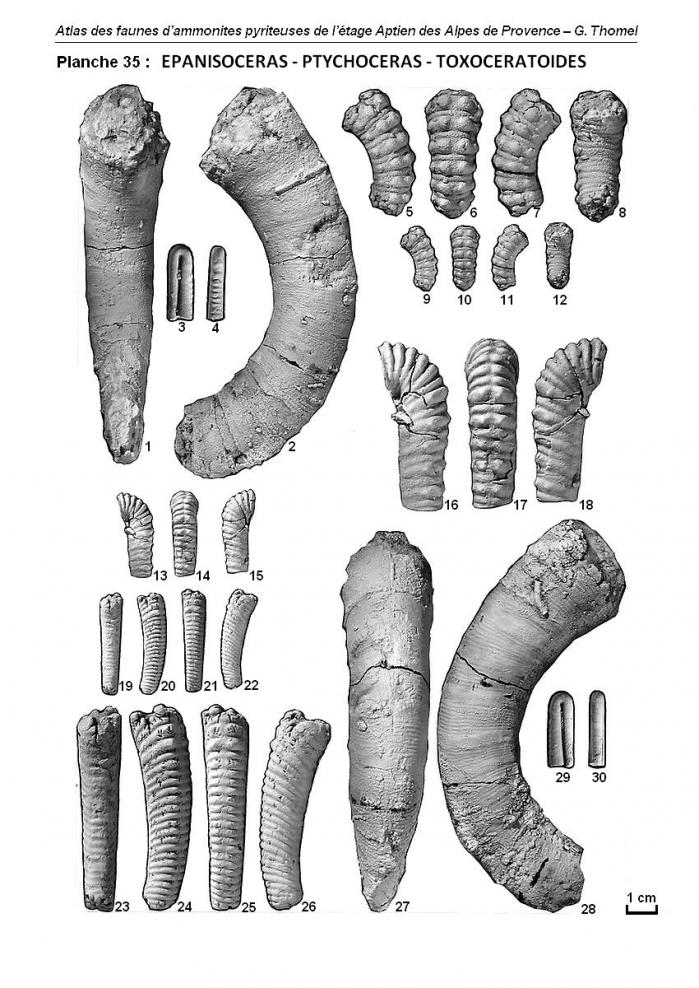 Planche 35 - Atlas des faunes d'ammonites pyriteuses de l'Aptien