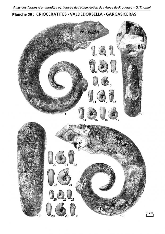 Planche 36 - Atlas des Ammonites de l'Aptien