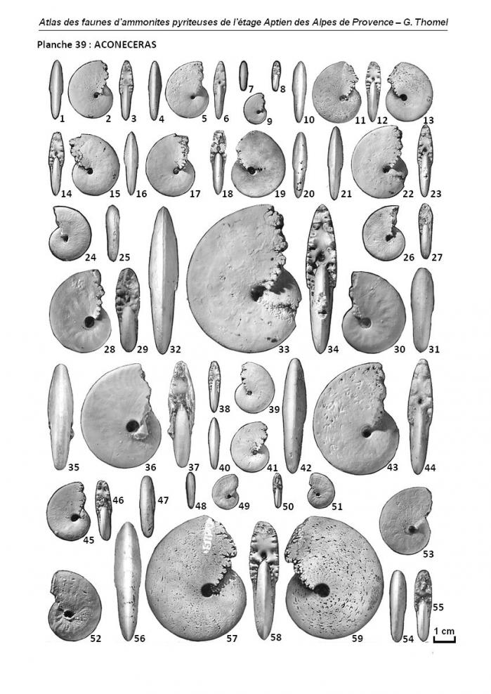 Planche 39