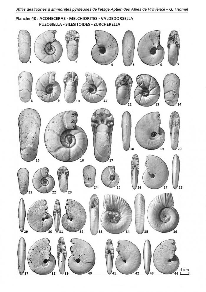 Planche 40 - Atlas des ammonites de l'Aptien