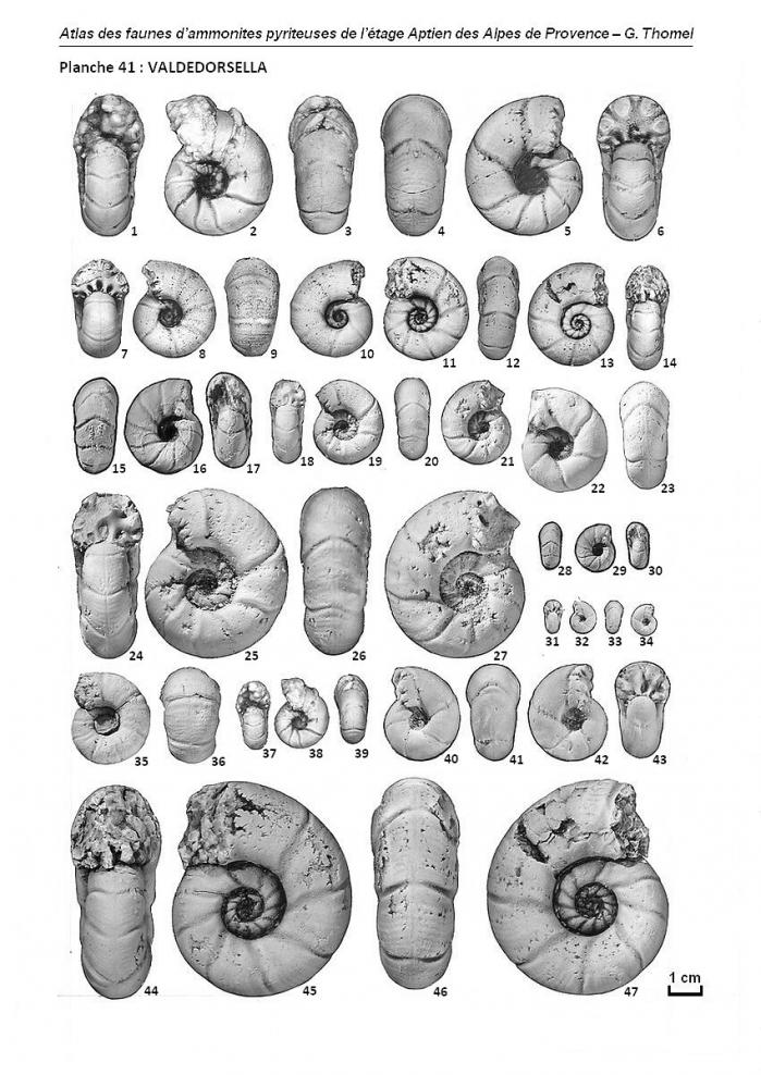 Planche 41