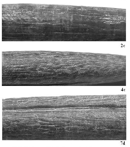 Détail des stries et granulosités (cf. pl. V)