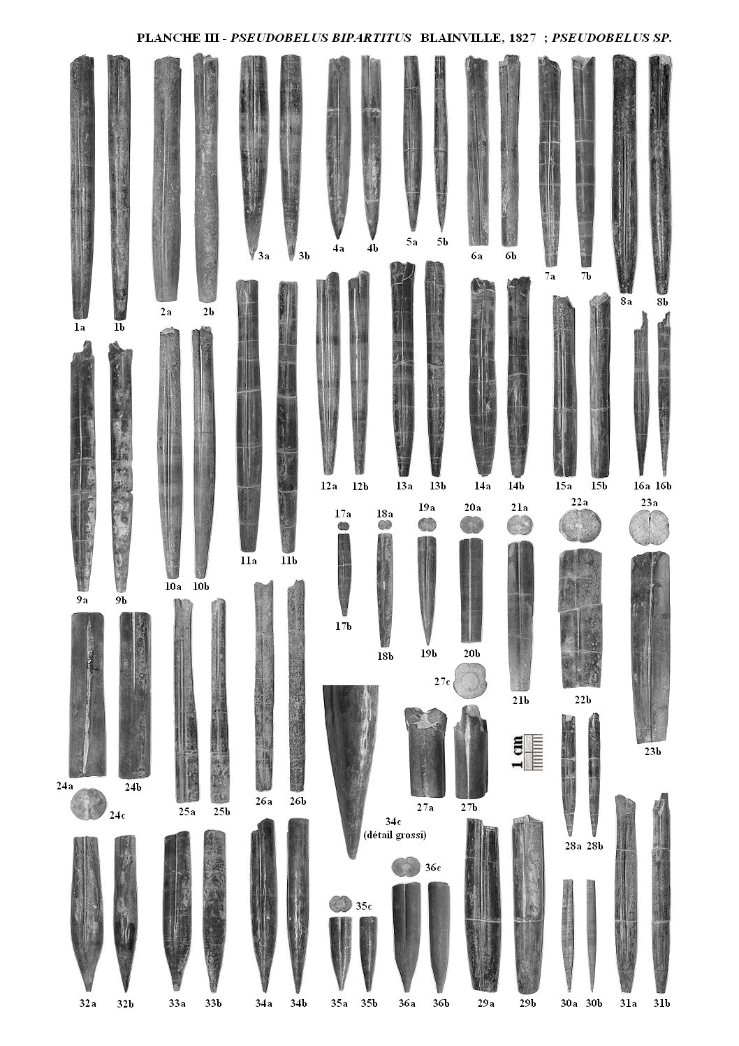 Pseudobelus planche3 1