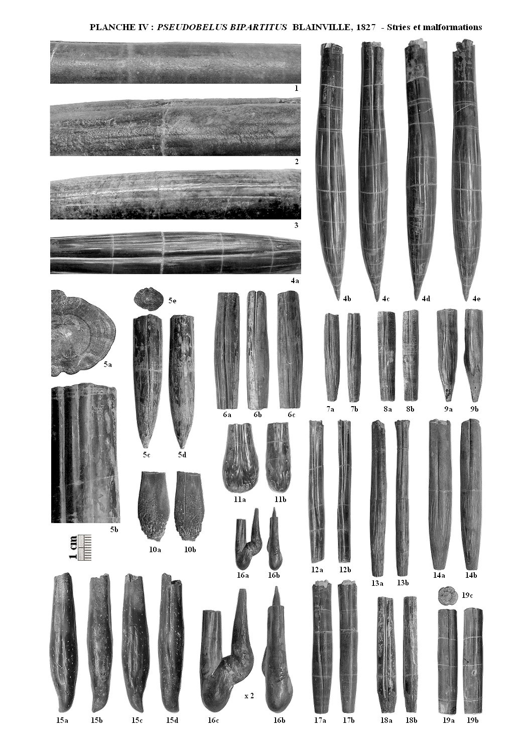 Pseudobelus planche4 1