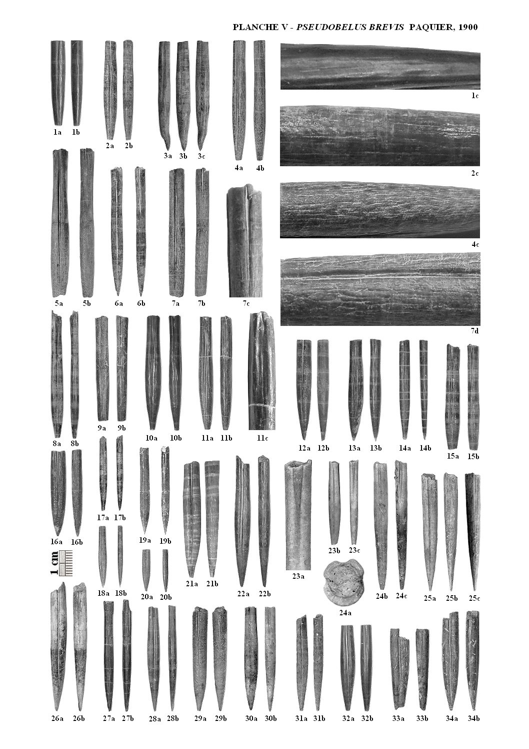 Pseudobelus planche5 1