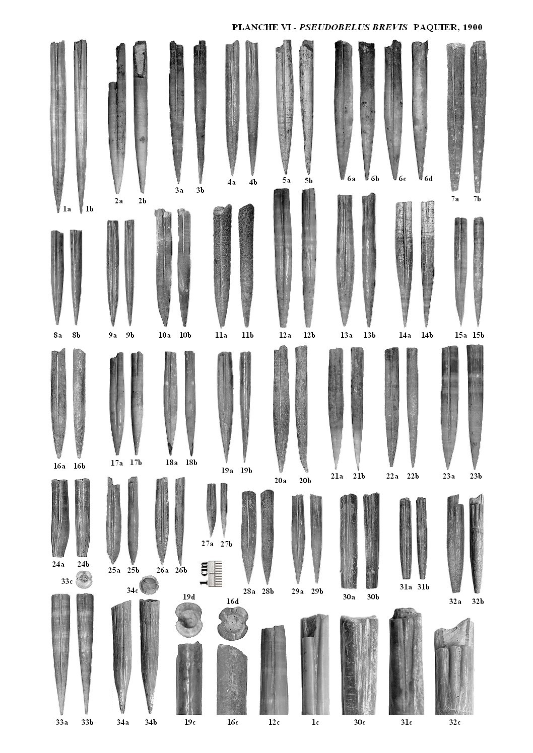 Pseudobelus planche6 1