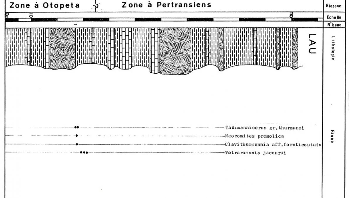 Tg31a